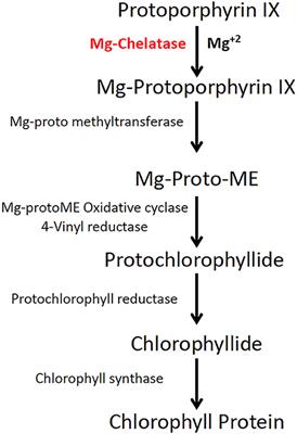 Multiallelic, Targeted Mutagenesis of Magnesium Chelatase With CRISPR/Cas9 Provides a Rapidly Scorable Phenotype in Highly Polyploid Sugarcane